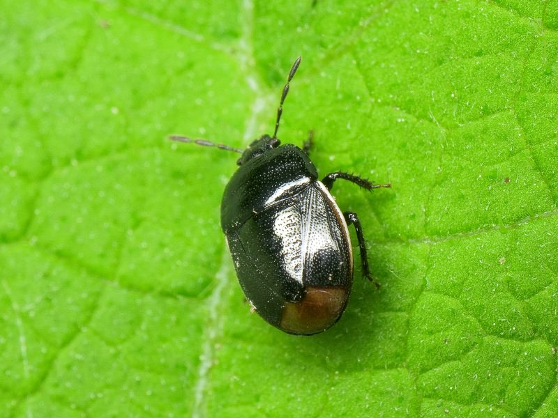 Legnotus limbosus (Geoffroy, 1785)